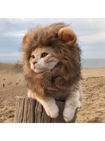 Костюм львенок для кота
