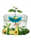 Чаша для выращивания авокадо дома